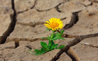 Resilienz – über Konfliktlösungen, Selbstwirksamkeit,Langeweile, Schönheit und den eigenen Körper